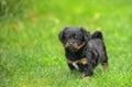 Cute pekingese puppy dog Royalty Free Stock Photo