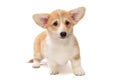 Cute Pembroke Corgi Puppy