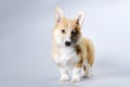 Cute Pembroke Corgi puppy for 5 months stands and looks at the camera Royalty Free Stock Photo