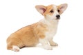 Cute Pembroke Corgi Puppy