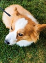 Cute Pembroke Corgi Taking A Stroll On Green Grass