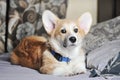 Cute pembroke welsh corgi dog