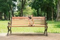 Cute Pembroke Welsh Corgi dog on a bench in the park