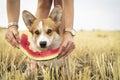 Cute pembroke welsh corgi dog on grass or meadow on summer vacation holidays eating a fresh watermelon from the hands of the owner Royalty Free Stock Photo