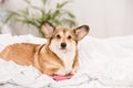 Cute pembroke welsh corgi dog lying on bed with pink joystick