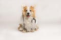 A cute pembroke Welsh Corgi dog sits with a stethoscope around his neck