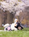 Cute Pembroke Welsh Corgi laying in a park during Spring surrounded by cherry blossom trees (Japanese sakura)