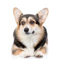 Cute Pembroke Welsh Corgi lying in front view. isolated on white