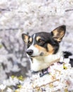 Cute Pembroke Welsh Corgi in a park during Spring surrounded by cherry blossom trees (Japanese sakura)