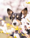 Cute Pembroke Welsh Corgi in a park during Spring surrounded by cherry blossom trees (Japanese sakura)