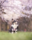 Cute Pembroke Welsh Corgi in a park during Spring surrounded by cherry blossom trees (Japanese sakura)