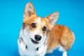 Cute Pembroke Welsh Corgi portrait of a surprised dog with a head close-up portrait