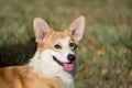 Cute pembroke welsh corgi puppy is looking at the camera. Pet animals Royalty Free Stock Photo