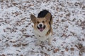 Cute pembroke welsh corgi puppy is looking at the camera. Pet animals Royalty Free Stock Photo