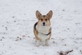 Cute pembroke welsh corgi puppy is looking at the camera. Pet animals. Royalty Free Stock Photo