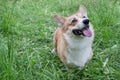 Cute pembroke welsh corgi puppy. Royalty Free Stock Photo