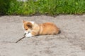 Cute Pembroke Welsh Corgi puppy playing with tree branch on background of green grass at summer sunny day . Herding dog, pet backg Royalty Free Stock Photo