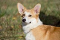 Cute pembroke welsh corgi puppy is standing in the autumn foliage. Pet animals