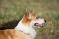 Cute pembroke welsh corgi puppy is standing in autumn park. Pet animals Royalty Free Stock Photo