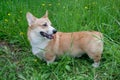 Cute pembroke welsh corgi puppy is standing on a blossoming green meadow. Pet animals. Royalty Free Stock Photo