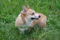 Cute pembroke welsh corgi puppy is standing in a green grass. Royalty Free Stock Photo