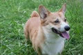 Cute pembroke welsh corgi puppy is standing in a green grass. Pet animals. Royalty Free Stock Photo