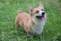 Cute pembroke welsh corgi puppy is standing in a green grass. Pet animals. Royalty Free Stock Photo