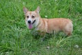 Cute pembroke welsh corgi puppy is standing in a green grass. Pet animals.