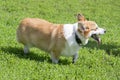 Cute pembroke welsh corgi puppy is standing on a green grass in the summer park and looking away. Pet animals. Royalty Free Stock Photo