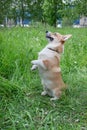 Cute pembroke welsh corgi is standing on its hind paws in a green grass. Royalty Free Stock Photo