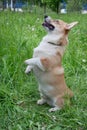 Cute pembroke welsh corgi is standing on its hind paws in a green grass. Royalty Free Stock Photo