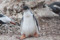 Cute Penguin Chick Royalty Free Stock Photo