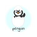 cute penguin baby hatched from an egg Merry Christmas and Happy New Year sticker in cartoon style Winter holidays. Royalty Free Stock Photo