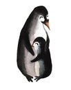 A cute penguin hugs a penguin mom. Watercolor illustration on white background. Mother`s day card.