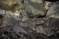 Cute penguin in the Milford Sound, New Zealand