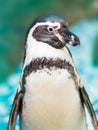 Cute Penguin