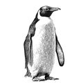 Cute penguin sketch hand drawn in engraving style illustration