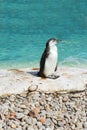 Cute penguin in the zoo