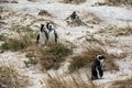 Cute penguins together on Boulders beach, Cape Town Royalty Free Stock Photo