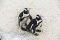 Cute penguins together on Boulders beach, Cape Town Royalty Free Stock Photo