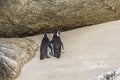 Cute penguins together on Boulders beach, Cape Town Royalty Free Stock Photo