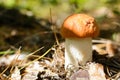 Cute penny bun mushroom is growing in the grass. Autumn background