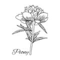 Cute Peony flower in line art style isolated on white