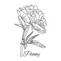 Cute Peony flower in line art style isolated on white