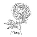 Cute Peony flower in line art style isolated on white