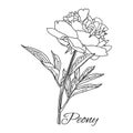 Cute Peony flower in line art style isolated on white