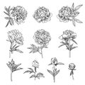 Cute Peony flower set in line art style isolated on white