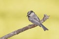 Cute perched mountain chickadee Royalty Free Stock Photo