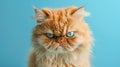 A cute Persian cat with an angry expression looking at the camera on a blue studio background.