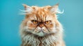 A cute Persian cat with an angry expression looking at the camera on a blue studio background.